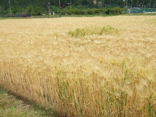 DSCF9049.JPG
