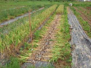 DSCF9105.JPG