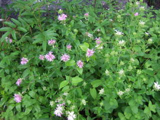 DSCF9275.JPG